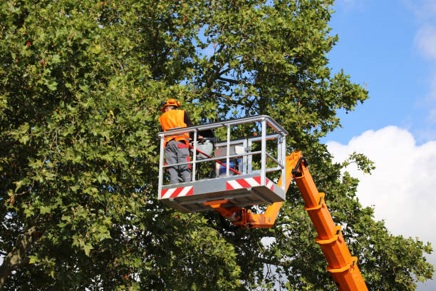 How Our Tree Care Process Works  in  Avonia, PA