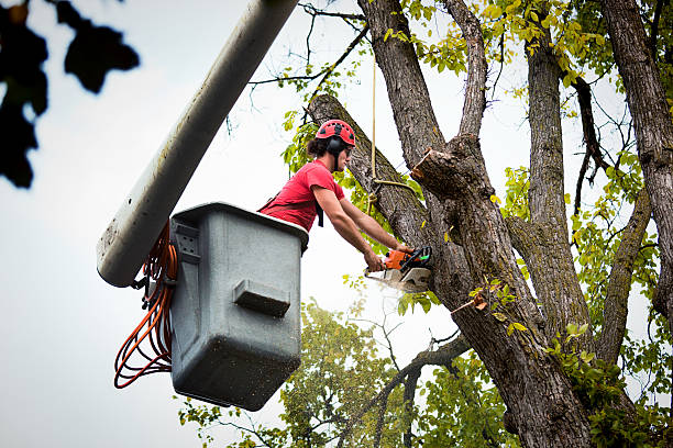 Trusted Avonia, PA Tree Care Services Experts